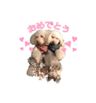 トイプードル ピノ＆ルナ（個別スタンプ：5）