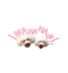 トイプードル ピノ＆ルナ（個別スタンプ：11）