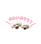 トイプードル ピノ＆ルナ（個別スタンプ：12）