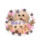 トイプードル ピノ＆ルナ（個別スタンプ：16）