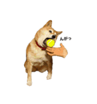 柴犬るいさん（個別スタンプ：1）