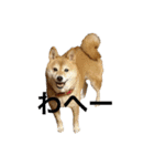 柴犬るいさん（個別スタンプ：2）
