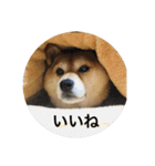 柴犬るいさん（個別スタンプ：3）