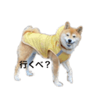 柴犬るいさん（個別スタンプ：4）