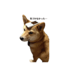 柴犬るいさん（個別スタンプ：6）