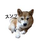 柴犬るいさん（個別スタンプ：8）