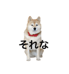 柴犬るいさん（個別スタンプ：10）