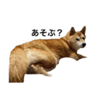 柴犬るいさん（個別スタンプ：11）