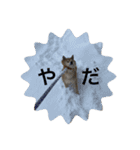 柴犬るいさん（個別スタンプ：12）