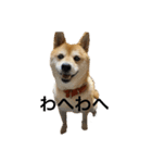 柴犬るいさん（個別スタンプ：13）