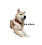 柴犬るいさん（個別スタンプ：15）