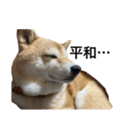 柴犬るいさん（個別スタンプ：16）
