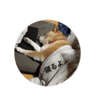 柴犬るいさん（個別スタンプ：17）
