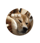 柴犬るいさん（個別スタンプ：21）