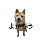 柴犬るいさん（個別スタンプ：22）