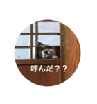 柴犬るいさん（個別スタンプ：23）