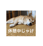 柴犬るいさん（個別スタンプ：24）