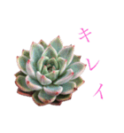 多肉言（個別スタンプ：2）