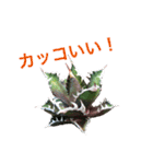 多肉言（個別スタンプ：4）