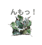 多肉言（個別スタンプ：10）