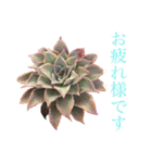 多肉言（個別スタンプ：18）