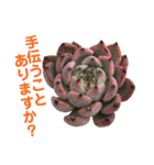 多肉言（個別スタンプ：21）