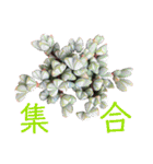 多肉言（個別スタンプ：27）