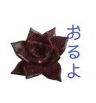 多肉言（個別スタンプ：30）
