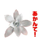 多肉言（個別スタンプ：33）