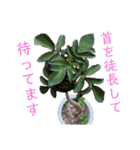 多肉言（個別スタンプ：36）