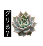 多肉言（個別スタンプ：37）