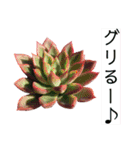 多肉言（個別スタンプ：38）