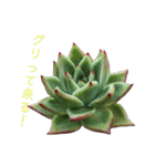 多肉言（個別スタンプ：39）