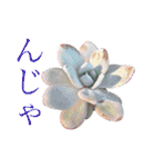 多肉言（個別スタンプ：40）