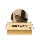 ずーっと猫（個別スタンプ：5）