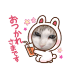 ずーっと猫（個別スタンプ：8）