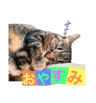 大好きベッキーさん（個別スタンプ：1）