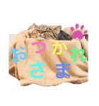 大好きベッキーさん（個別スタンプ：3）