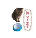 大好きベッキーさん（個別スタンプ：5）