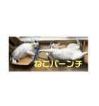 ゆるねこパンチ（個別スタンプ：1）