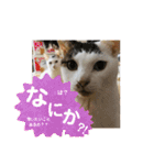 ゆるねこパンチ（個別スタンプ：2）