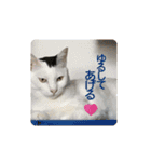 ゆるねこパンチ（個別スタンプ：3）