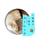 ゆるねこパンチ（個別スタンプ：4）