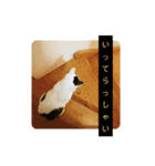 ゆるねこパンチ（個別スタンプ：5）