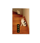 ゆるねこパンチ（個別スタンプ：6）