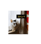 ゆるねこパンチ（個別スタンプ：7）