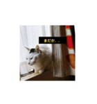 ゆるねこパンチ（個別スタンプ：8）