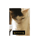 ゆるねこパンチ（個別スタンプ：11）