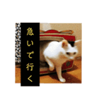 ゆるねこパンチ（個別スタンプ：12）