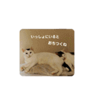 ゆるねこパンチ（個別スタンプ：13）